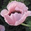 Coral Reef Oriental Poppy -Green Haven Sales papaver orientale coral reef