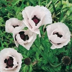 Royal Wedding Oriental Poppy -Green Haven Sales papaver orientale royal wedding 1