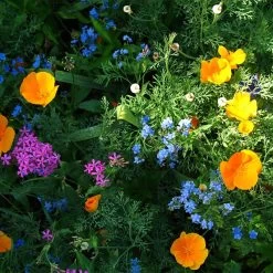 Partial Shade Wildflower Seed Mix 9 Partial Shade Wildflower Seed Mix -Green Haven Sales partial shade wildflower mix 1