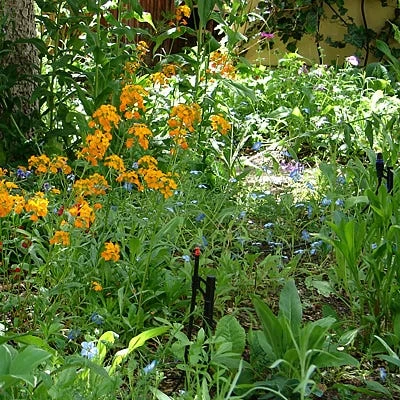 Partial Shade Wildflower Seed Mix 4 Partial Shade Wildflower Seed Mix - Image 2