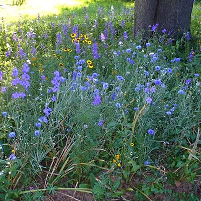 Partial Shade Wildflower Seed Mix -Green Haven Sales