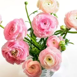 Pastel Ranunculus Mix