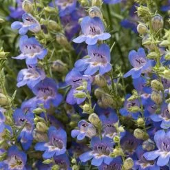 Blue Lips Penstemon -Green Haven Sales penstemon blue lips beardtongue