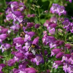 Pike's Peak Purple® Penstemon -Green Haven Sales penstemon mexicali pikes peak flowers pollinator