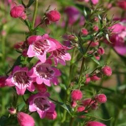 Red Rocks® Penstemon