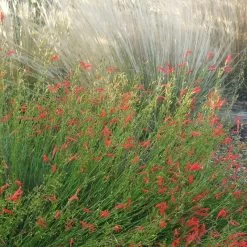 Pineleaf Penstemon -Green Haven Sales penstemon pinifolious with nassella cropped