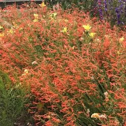 Luminous Pineleaf Penstemon -Green Haven Sales penstemon pinifolius luminous