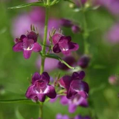 Pike's Peak Purple® Penstemon -Green Haven Sales penstemon x mexicali pikes peak purple pathayward plant select cropped