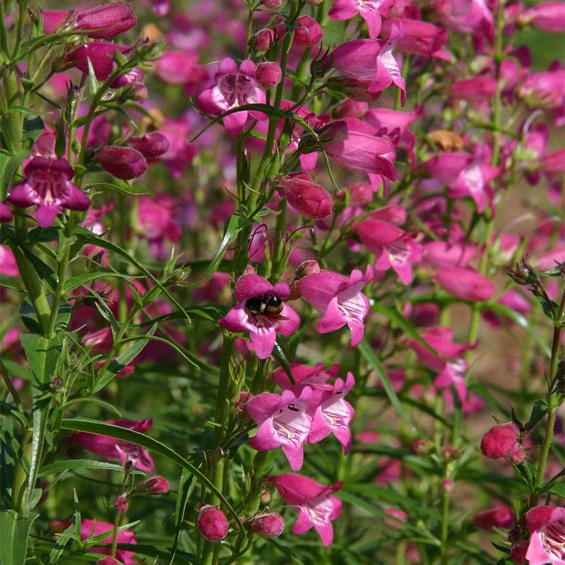 Red Rocks® Penstemon 5 Red Rocks® Penstemon - Image 3