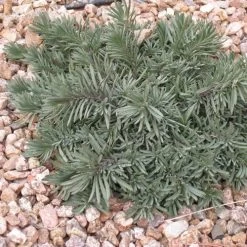 Blue Lips Penstemon -Green Haven Sales penstemon blue lips 78798 3 web