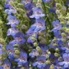 Blue Lips Penstemon -Green Haven Sales penstemon blue lips 78798 4 web
