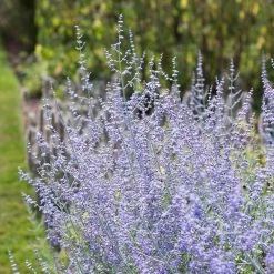 Front Page -Green Haven Sales perovskia blue spires russian sage 1
