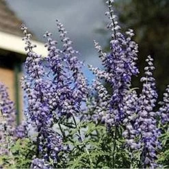 Lacey Blue Russian Sage -Green Haven Sales perovskia atriplicifolia lacy blue 76615 2 web