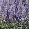 Lacey Blue Russian Sage -Green Haven Sales perovskia atriplicifolia lacy blue 76615 3 web