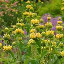 Hardy Jerusalem Sage (Phlomis) 9 Hardy Jerusalem Sage (Phlomis) -Green Haven Sales phlomis russeliana lampwick plant jerusalum sage 2