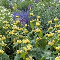 Hardy Jerusalem Sage (Phlomis) 8 Hardy Jerusalem Sage (Phlomis) -Green Haven Sales phlomis russeliana lampwick plant jerusalum sage 4