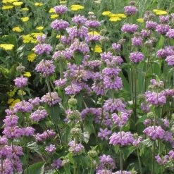 Kashmir False Sage (Phlomis) -Green Haven Sales phlomis cashmeriana 77103 1 web