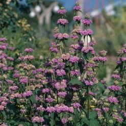 Kashmir False Sage (Phlomis) -Green Haven Sales phlomis cashmeriana 77103 3 web