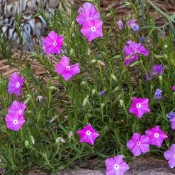 Perfect Pink Santa Fe Phlox -Green Haven Sales phlox nana perfect pink 1