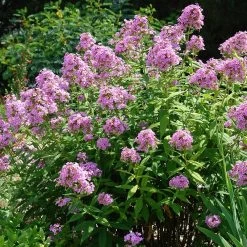 Jeana Garden Phlox -Green Haven Sales phlox paniculata jeana flowers