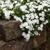 Snowflake Creeping Phlox -Green Haven Sales phlox subulata snowflake 1