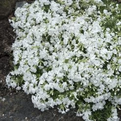 Snowflake Creeping Phlox -Green Haven Sales phlox subulata snowflake 3
