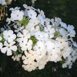 David Garden Phlox 8 David Garden Phlox -Green Haven Sales phlox david 1 2