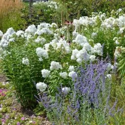 David Garden Phlox 9 David Garden Phlox -Green Haven Sales phlox david and perovskia 2 1 1