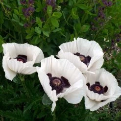 Royal Wedding Oriental Poppy -Green Haven Sales poppy royal wedding and baptisia twilight ablanton