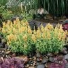 Poquito™ Butter Yellow Agastache -Green Haven Sales poquito butter yellow agastache 1