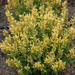 Poquito™ Butter Yellow Agastache -Green Haven Sales poquito butter yellow agastache 3