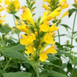Poquito™ Butter Yellow Agastache -Green Haven Sales poquito butter yellow agastache 4
