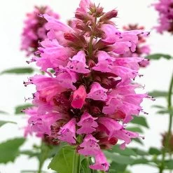 Poquito™ Lavender Agastache -Green Haven Sales poquito lavender agastache close up