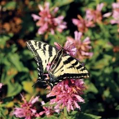 Poquito™ Lavender Agastache -Green Haven Sales poquito lavender agastache pollinator