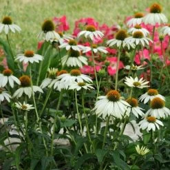 PowWow® White Echinacea -Green Haven Sales pow wow white echinacea