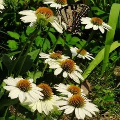 PowWow® White Echinacea -Green Haven Sales powwow white coneflower 1