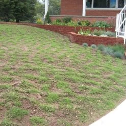 Prestige™ Buffalo Grass Plugs -Green Haven Sales prestige2months 1