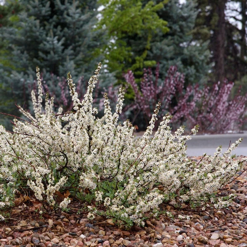 Pawnee Buttes® Sand Cherry (Prunus) 3 Pawnee Buttes® Sand Cherry (Prunus)
