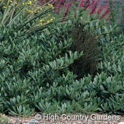 Pawnee Buttes® Sand Cherry (Prunus) 8 Pawnee Buttes® Sand Cherry (Prunus) -Green Haven Sales prunus besseyi pawnee buttes4 1