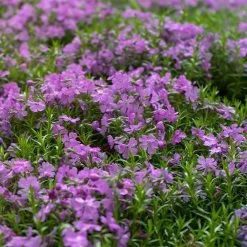 Purple Beauty Creeping Phlox -Green Haven Sales purple beauty creeping phlox groundcover 4