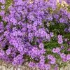 Purple Beauty Creeping Phlox -Green Haven Sales purple beauty creeping phlox rock garden 1