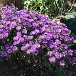 Purple Dome New England Aster -Green Haven Sales purple dome ne aster 3