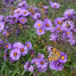 Purple Dome New England Aster -Green Haven Sales purple dome ne aster 4