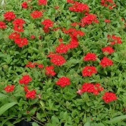 Red Devil Perennial Verbena -Green Haven Sales red devils perennials verbena 2