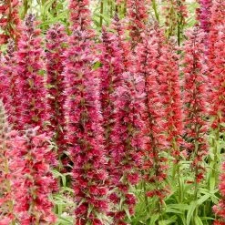 Red Feathers (Echium) -Green Haven Sales red feathers 2