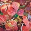 Gro-Low Sumac (Rhus) 2 Gro-Low Sumac (Rhus) -Green Haven Sales rhus aromatica gro low