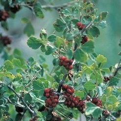 Three-Leaf Sumac (Rhus) -Green Haven Sales rhus trilobata 1 1