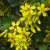 Crandall's Clove Scented Currant (Ribes) -Green Haven Sales ribes odoratum crandali blossoms