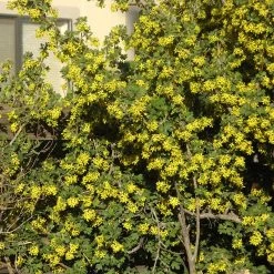 Crandall's Clove Scented Currant (Ribes) -Green Haven Sales ribes odoratum crandali close up of flwr