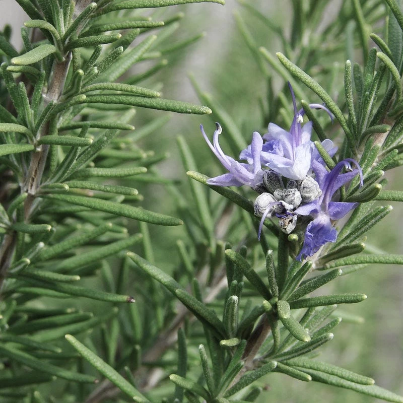 Hill's Hardy Rosemary 3 Hill's Hardy Rosemary